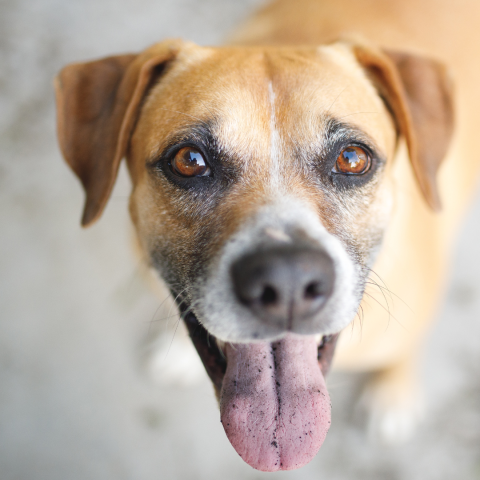 Televisão de Cachorro