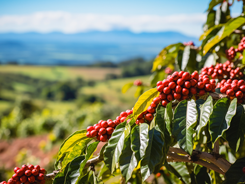 Indicação geográfica: o valor de produtos diferenciados
