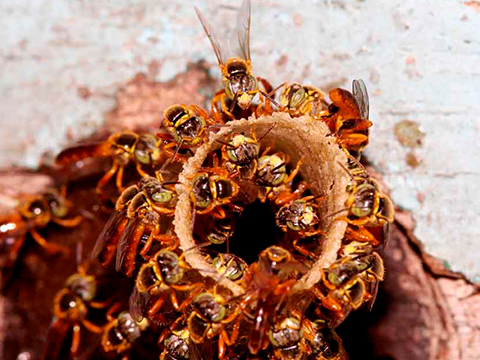 Abelhas sem ferrão: nossas melhores companhias