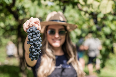 Vale dos Vinhedos celebra o fim da vindima com festival a céu aberto que traduz a essência do vinho brasileiro