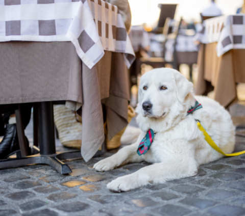 Vote no seu preferido: estabelecimentos pet friendly que transformam a experiência gastronômica