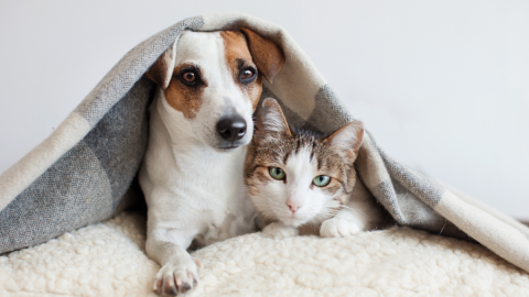 Como cuidar de cães e gatos no frio: confira dicas de especialista