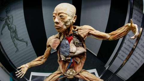 Curitiba recebe exposição com corpos reais plastinados