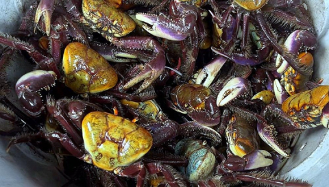 Caranguejo para fazer em casa? Na Peixaria Tatiana tem