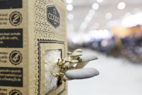 Para colocar mais cogumelos no cardápio