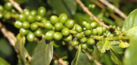 Minas ganha primeira Denominação de Origem de cafés do país