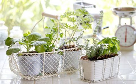 Esalflores oferece workshop de cultivo de hortas