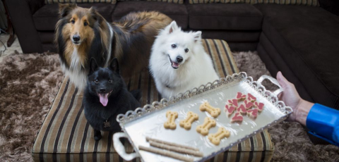 Restaurantes onde seu pet é bem-vindo