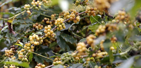 Novo blend Nespresso sintetiza MG em uma cápsula