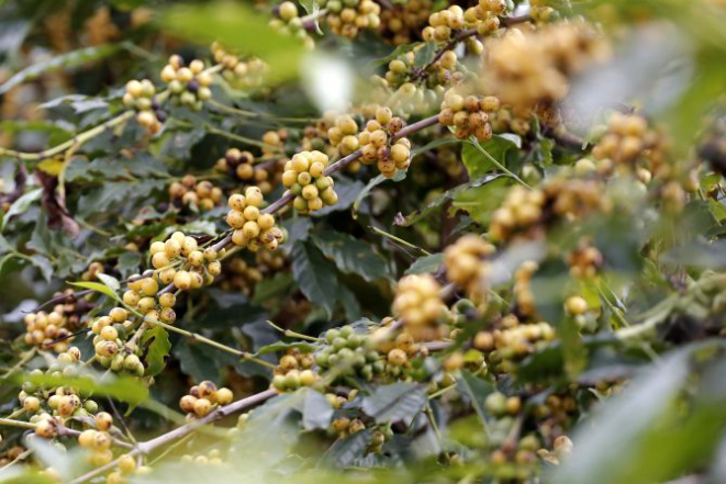 Fazenda de café na Serra da Mantiqueira, em Minas Gerais. Foto: Newton Santos/Divulgação