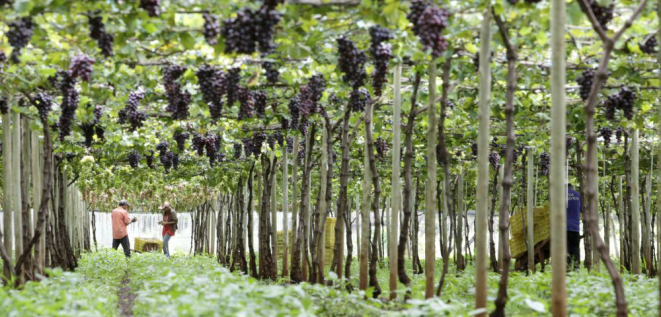 Muitos produtores optaram por ampliar o plantio de uvas para fazer suco. Foto: Ivan Amorin / Gazeta do Povo.