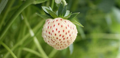 Australiano cultiva morangos com sabor de abacaxi, framboesa e chiclete