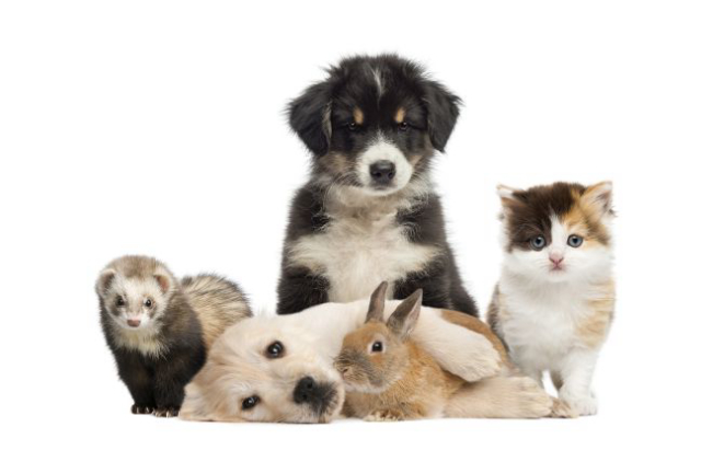 Foto: Bigstock.