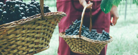 Visitante de vinícola paranaense pode colher uvas e produzir seu vinho