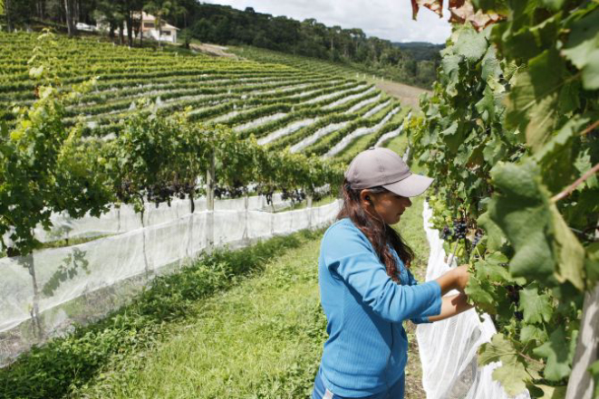 O público vai poder participar da colheita e do esmagamento das uvas. Foto: Divulgação