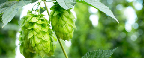 O lúpulo brasileiro existe e já tem cerveja produzida com ele