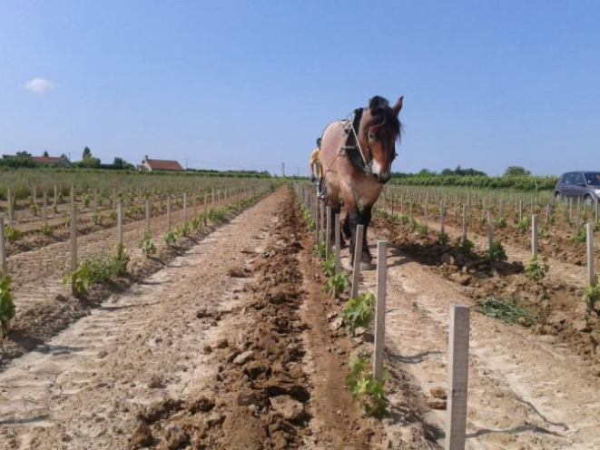 Um terço dos vinhedos do Chateau Le Puy é arado com cavalos como antigamente. Foto: Divulgação.