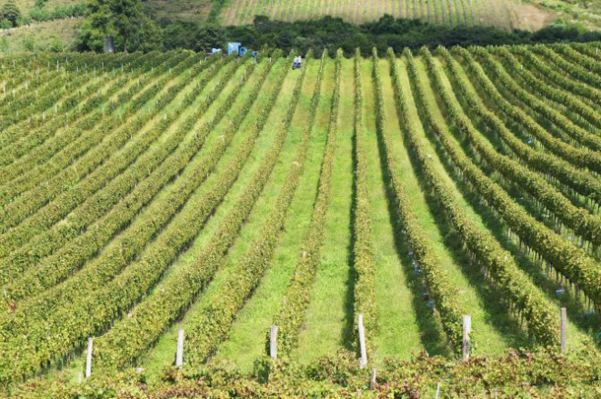 Vinhedos da Casa Valduga na Serra Gaúcha. Foto: Divulgação