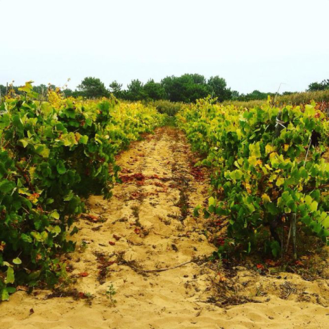 Colares, a região de Portugal onde os vinhedos crescem na areia