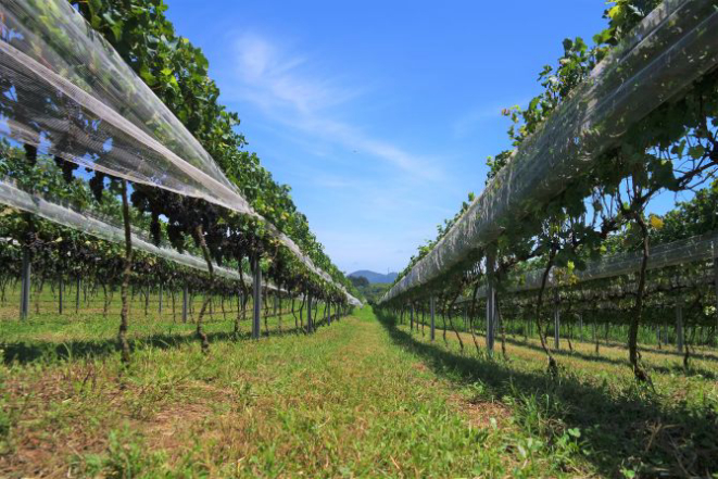 A vinícola tem 4,8 hectares de vinhedos. Foto: Divulgação.