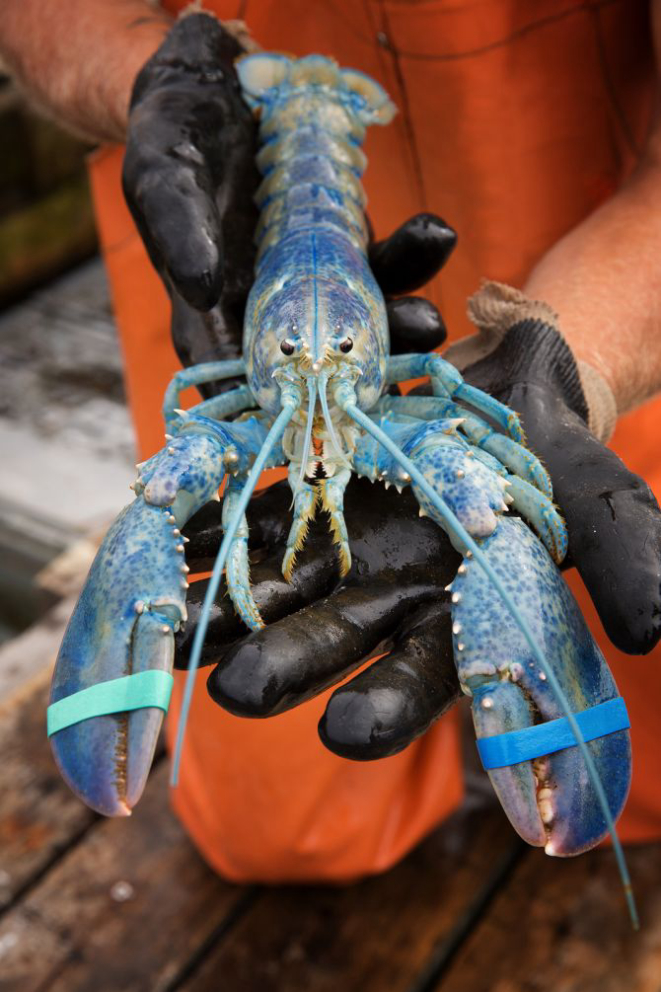 Fisherman shows off his catch of a rare blue lobster, in Maine, USA. Foto: Bigstock