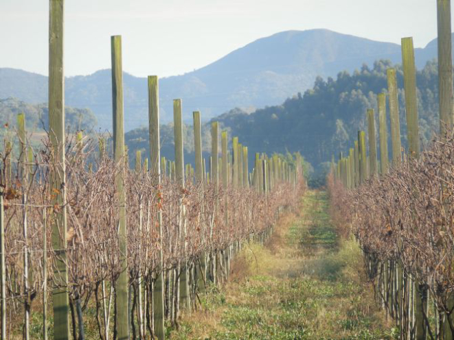 Vinhedos da Legado no inverno. Foto: Divulgação