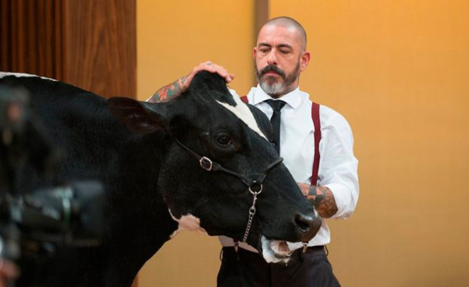 Uma vaca participou do MasterChef desta terça-feira (26) em prova de carne bovina. (Foto: Reprodução)