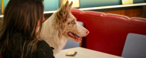 Bares e restaurantes pet friendly em Curitiba