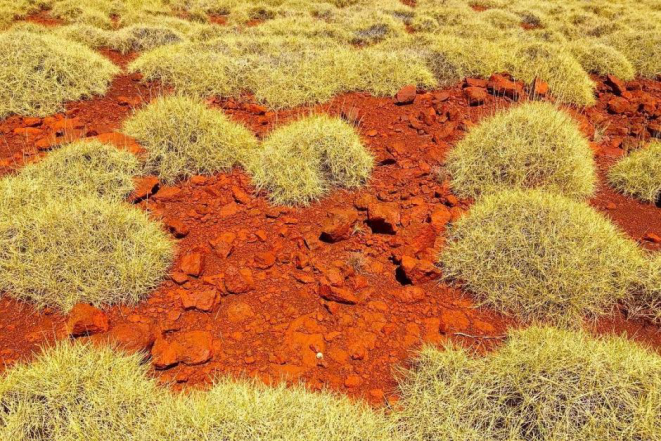 A gramínea australiana foi descoberta por acaso, quando um pesquisador manuseou a planta e lambeou a mão depois. Foto: Ben Anderson/arquivo pessoal.