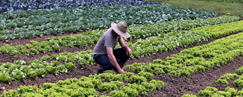 Chefs se mobilizam contra “PL do Veneno” que afrouxa a lei dos agrotóxicos