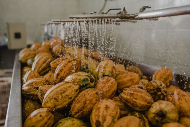 Cacau de origem sendo lavado na fábrica da Mendoá, em Ilhéus. Foto: Ana Lee/Divulgação