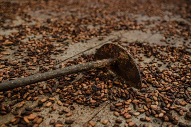 Do cacau commodity ao chocolate fino, produtores do sul da Bahia tiveram que se reinventar:Foto: Ana Lee/Divulgação.