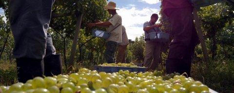 5 vinícolas que valem a visita no Vale dos Vinhedos