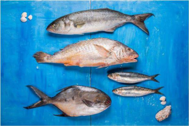 Corvinas e anchovas.