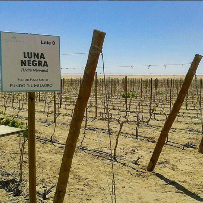 Uva Luna Negra, autóctona do Peru, cultivada no deserto de Piracas. Foto: Reprodução/Instagram