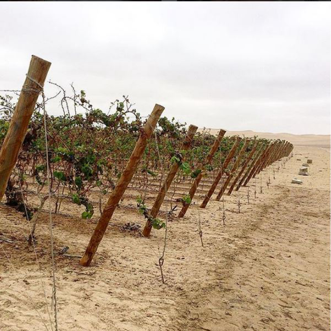 Bdega Del Rey produz vinho a partir de vinhas cultivadas no deserto de Piracas. Foto: Reprodução/Instagram.