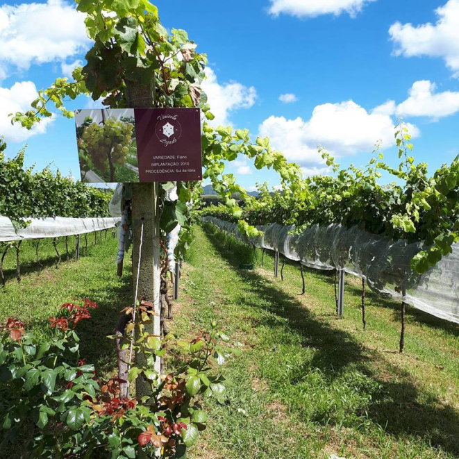 Legado, em Campo Largo, é uma das vinícolas que cultivam suas próprias uvas. Foto: Divulgação. 