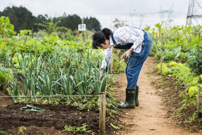 A chef manu Buffara vai toda semana horta urbana Rio Bonito, no Tatuquara, e escolhe os hortifrutis para seu restaurante. Foto: Letícia Akemi/ Gazeta do Povo