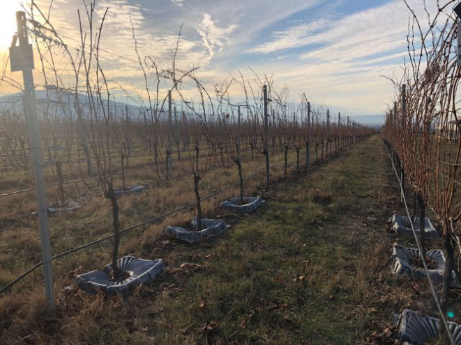 A plantação de uvas em Saguramo, no norte da capital da Georgia, tem 450 variedades locais e outras 350 estrangeiras para fins de pesquisa. Foto: Amie Ferris-Rotman/The Washington Post