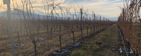 Cientistas estudam como plantar uva e produzir vinho em Marte