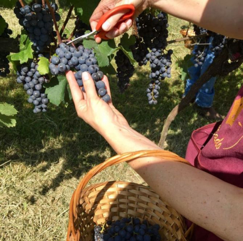 É tempo de vindima! Veja como é a colheita das uvas e como participar