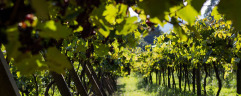 Espécie de “champagne nacional” está prestes a nascer na Serra Gaúcha