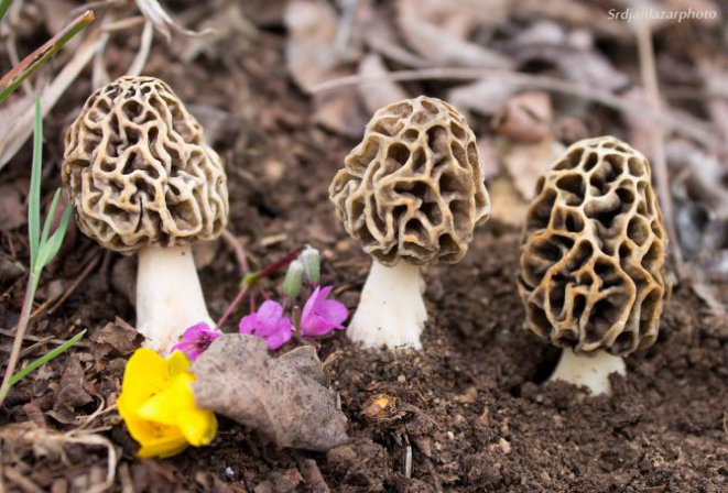 Cogumelos Morchella, suspeitos de fazerem parte de um dos pratos do menu degustação do RiFF. Foto: VisualHunt.