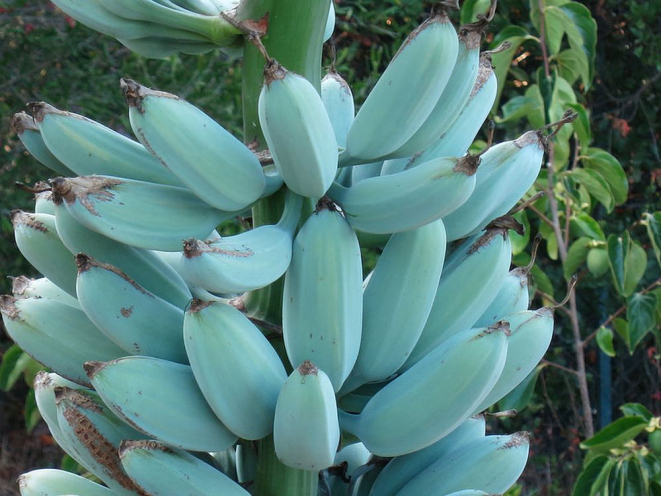 A banana azul, também conhecida como Ney Mannan ou Krie, só existe em alguns países de clima tropical. Foto: Sociedade Internacional da Banana/reprodução.
