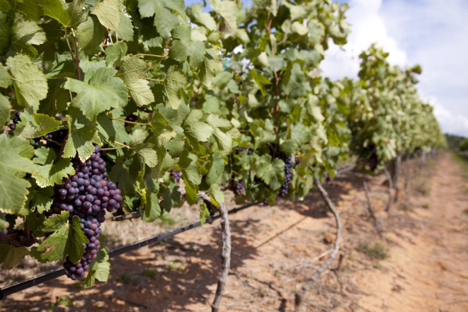 As uvas passam por uma dupla poda, onde os primeiros frutos são erradicados assim que começam a se desenvolver. Foto: Tuca Reines/divulgação.