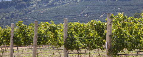 Vinícola premiada colhe uvas no frio contrariando as regras de produção tradicional