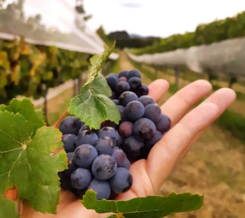 Reconhecidas por vinhos coloniais, vinícolas paranaenses investem em uvas europeias