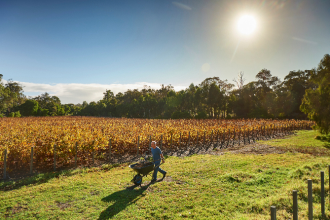 Berliner adquiriu 101 hectares perto de um parque nacional&nbsp; em Margaret River. Foto: Frances Andrijich/The New York Times.