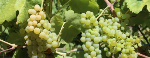 Vinícola lança vinho com rara uva italiana plantada em Campo Largo