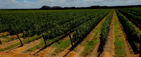 Passeio mostra que o sertão nordestino também produz vinhos e espumantes de qualidade